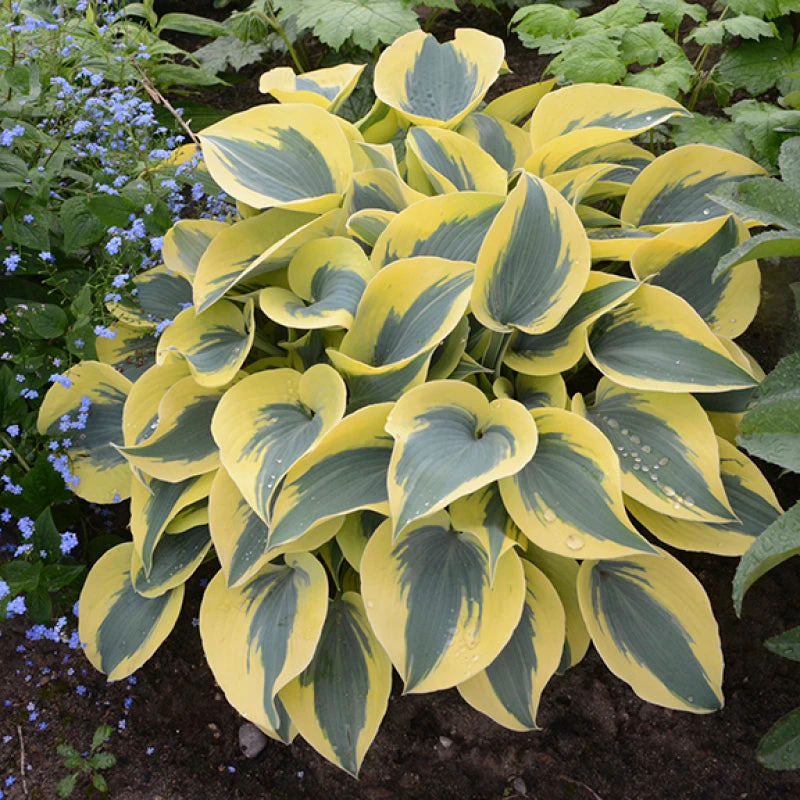 Shadowland® 'Autumn Frost' Hosta Shadowland® 'Autumn Frost' Hosta -Great Garden Plants Shop hosta autumn frost 4
