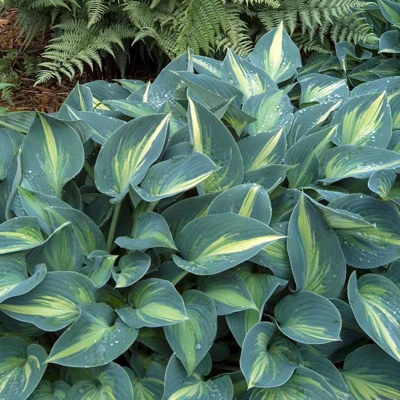 'June' Hosta 'June' Hosta -Great Garden Plants Shop hosta june 1