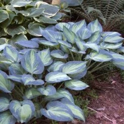 'June' Hosta 2 'June' Hosta -Great Garden Plants Shop hosta june 2