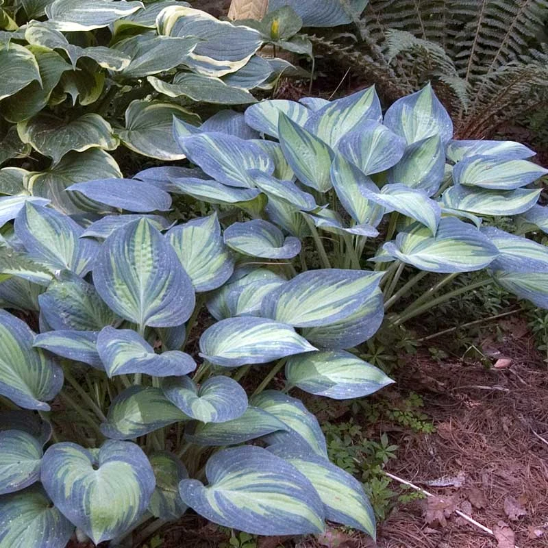'June' Hosta 'June' Hosta -Great Garden Plants Shop hosta june 2