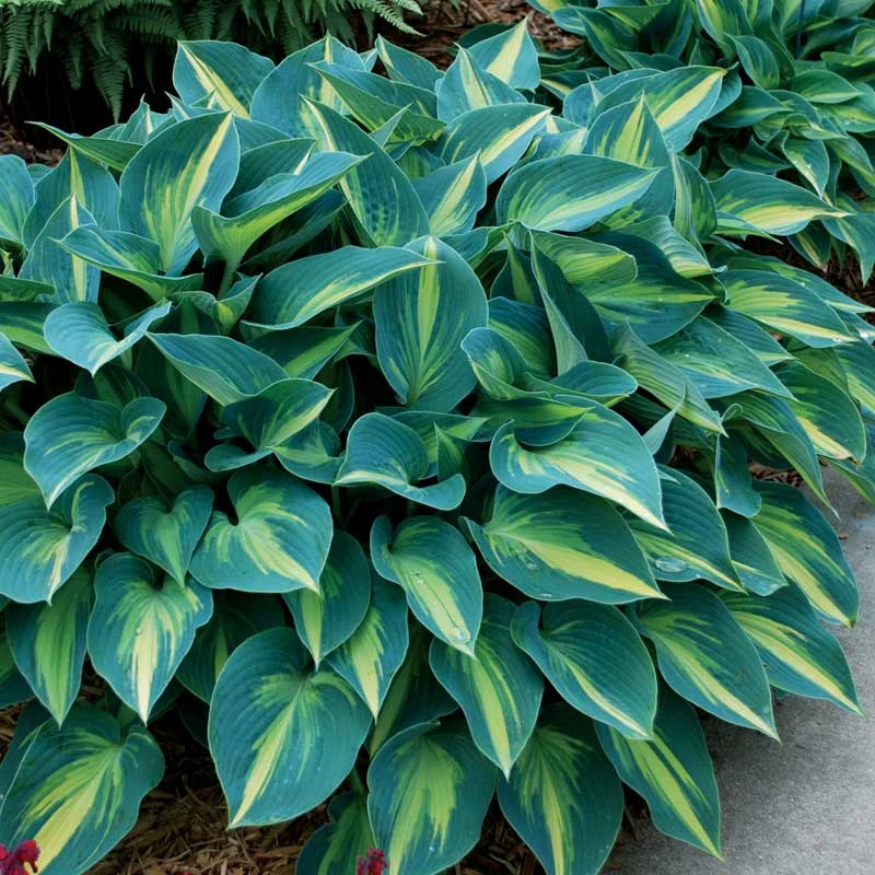 'June' Hosta 'June' Hosta -Great Garden Plants Shop hosta june 3