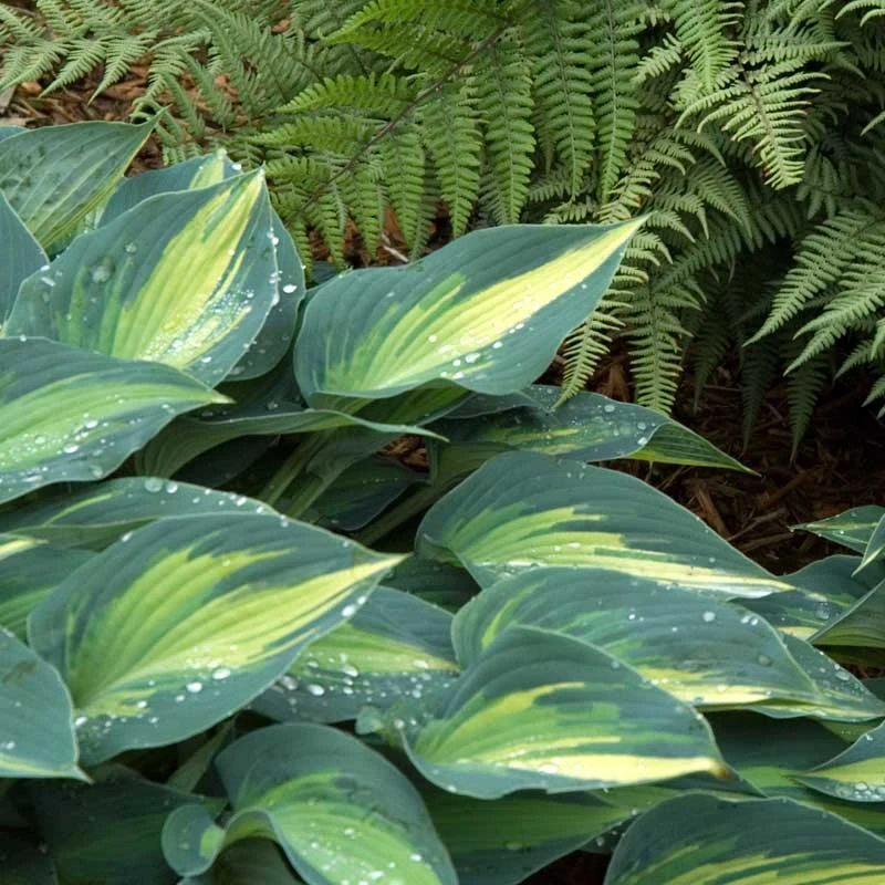 'June' Hosta 'June' Hosta -Great Garden Plants Shop hosta june 4