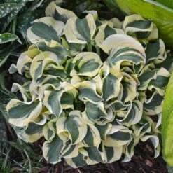 'Mini Skirt' Hosta -Great Garden Plants Shop hosta mini skirt 2