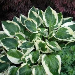 'Patriot' Hosta -Great Garden Plants Shop hosta patriot 3