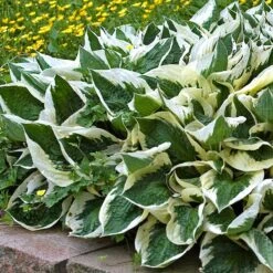 'Patriot' Hosta -Great Garden Plants Shop hosta patriot 4