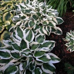 'Patriot' Hosta -Great Garden Plants Shop hosta patriot 6