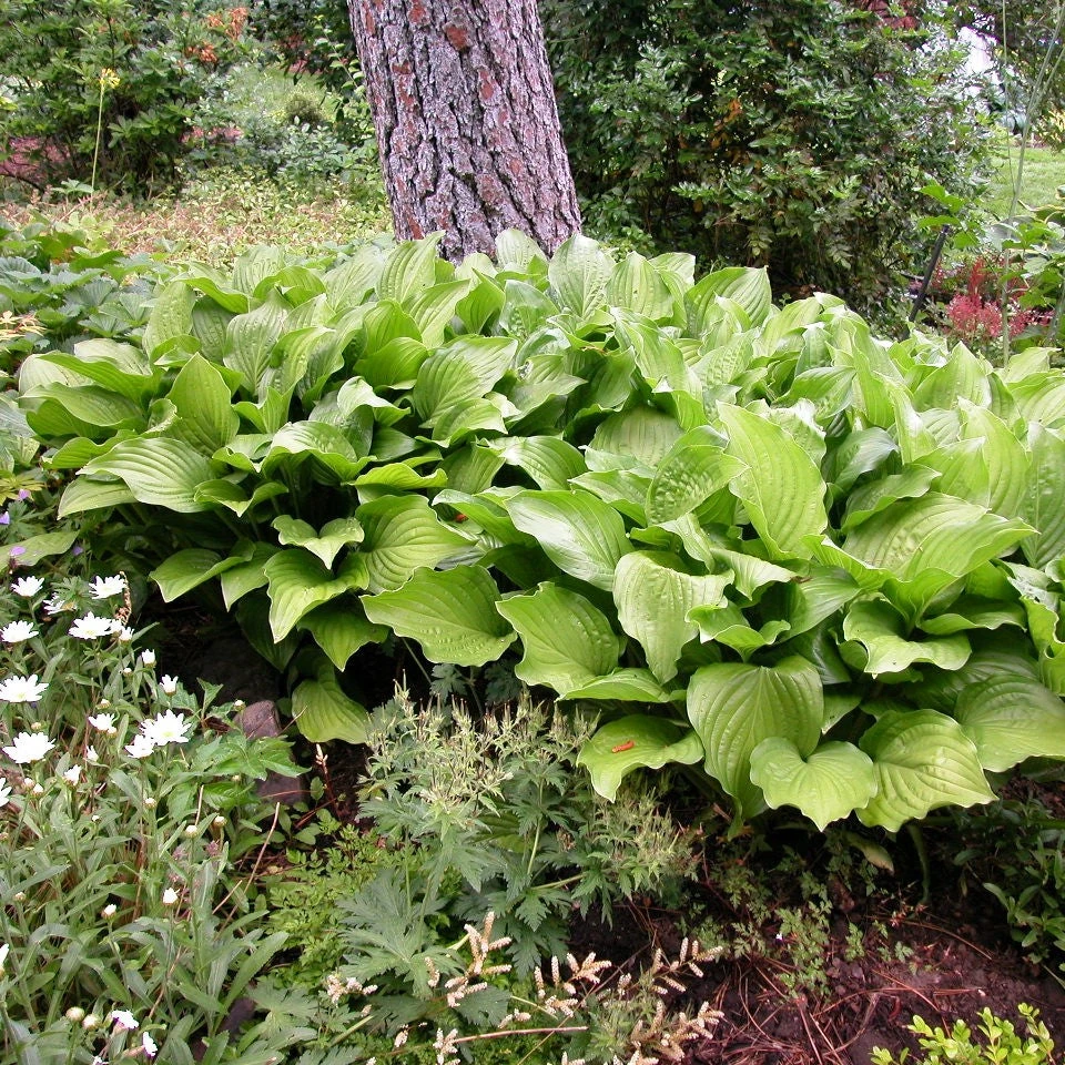 'Royal Standard' Hosta 'Royal Standard' Hosta -Great Garden Plants Shop hosta royal standard 1