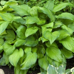'Stained Glass' Hosta 4 'Stained Glass' Hosta -Great Garden Plants Shop hosta stained glass 4