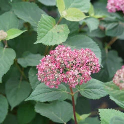 Invincibelle Garnetta® Smooth Hydrangea -Great Garden Plants Shop hydrangea arborescens invincibelle garnetta 3