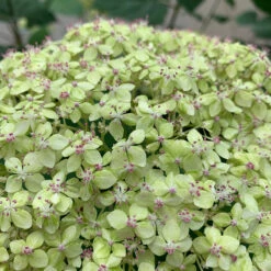 Lime Rickey® Smooth Hydrangea -Great Garden Plants Shop hydrangea arborescens lime rickey 1