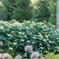Lime Rickey® Smooth Hydrangea -Great Garden Plants Shop hydrangea arborescens lime rickey 4