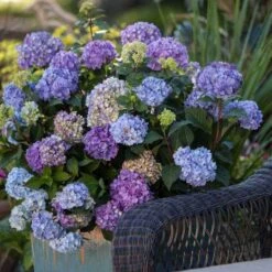 Endless Summer® BloomStruck® Bigleaf Hydrangea -Great Garden Plants Shop hydrangea bloomstruck endless summer 21 sw