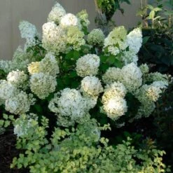 Bobo® Panicle Hydrangea -Great Garden Plants Shop hydrangea bobo 3 sw