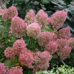 Bobo® Panicle Hydrangea -Great Garden Plants Shop hydrangea bobo 5 sw