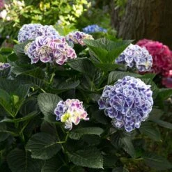 Cityline® Mars Bigleaf Hydrangea -Great Garden Plants Shop hydrangea cityline mars 6 sw