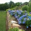 Endless Summer® Bigleaf Hydrangea