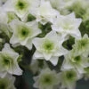 Gatsby Star® Oakleaf Hydrangea