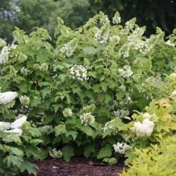 Gatsby Star® Oakleaf Hydrangea -Great Garden Plants Shop hydrangea gatsby star 3 sw