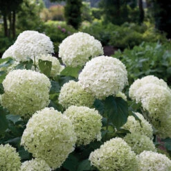 Incrediball® Smooth Hydrangea -Great Garden Plants Shop hydrangea incrediball 1
