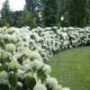 Incrediball® Smooth Hydrangea