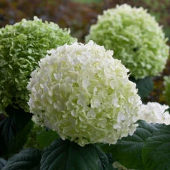 Incrediball® Smooth Hydrangea -Great Garden Plants Shop hydrangea incrediball 8