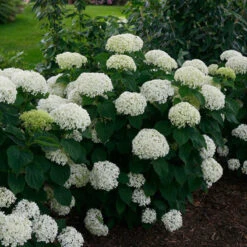 Invincibelle Limetta® Smooth Hydrangea -Great Garden Plants Shop hydrangea invincibelle limetta 2