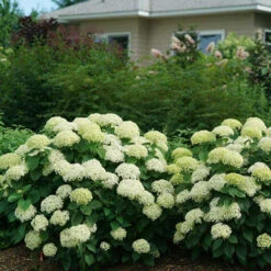 Invincibelle Limetta® Smooth Hydrangea -Great Garden Plants Shop hydrangea invincibelle limetta 5