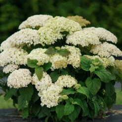 Invincibelle Limetta® Smooth Hydrangea -Great Garden Plants Shop hydrangea invincibelle limetta 6