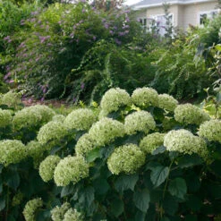 Invincibelle Limetta® Smooth Hydrangea -Great Garden Plants Shop hydrangea invincibelle limetta 7