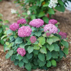 Invincibelle Mini Mauvette® Smooth Hydrangea