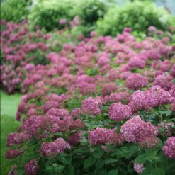 Invincibelle Mini Mauvette® Smooth Hydrangea -Great Garden Plants Shop hydrangea invincibelle mini mauvette 2
