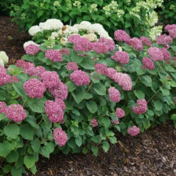 Invincibelle Mini Mauvette® Smooth Hydrangea -Great Garden Plants Shop hydrangea invincibelle mini mauvette 4