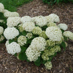 Invincibelle Wee White® Smooth Hydrangea -Great Garden Plants Shop hydrangea invincibelle wee white 2