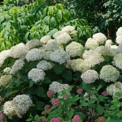 Invincibelle Wee White® Smooth Hydrangea -Great Garden Plants Shop hydrangea invincibelle wee white 3
