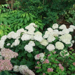 Invincibelle Wee White® Smooth Hydrangea -Great Garden Plants Shop hydrangea invincibelle wee white 4