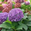 Let's Dance ¡Arriba!™ Bigleaf Hydrangea