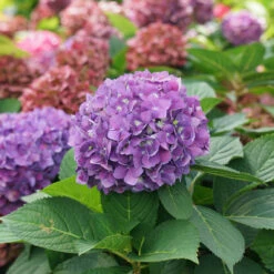 Let's Dance ¡Arriba!™ Bigleaf Hydrangea