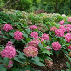 Let's Dance ¡Arriba!™ Bigleaf Hydrangea -Great Garden Plants Shop hydrangea lets dance arriba 2