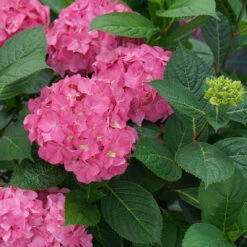 Let's Dance ¡Arriba!™ Bigleaf Hydrangea -Great Garden Plants Shop hydrangea lets dance arriba 4