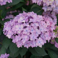 Let's Dance Can Do!® Bigleaf Hydrangea