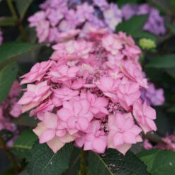 Let's Dance Can Do!® Bigleaf Hydrangea -Great Garden Plants Shop hydrangea lets dance can do 3