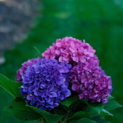 Let's Dance® Rave® Bigleaf Hydrangea -Great Garden Plants Shop hydrangea lets dance rave 4
