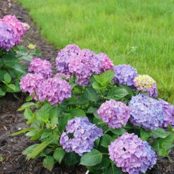 Let's Dance® Rave® Bigleaf Hydrangea -Great Garden Plants Shop hydrangea lets dance rave 7