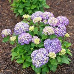 Let's Dance® Rave® Bigleaf Hydrangea -Great Garden Plants Shop hydrangea lets dance rave 8