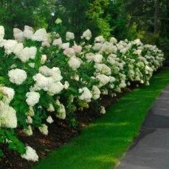 'Limelight' Panicle Hydrangea -Great Garden Plants Shop hydrangea limelight 10