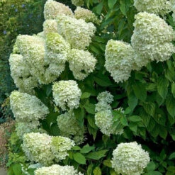 Hydrangeas For Cut Flowers Collection -Great Garden Plants Shop hydrangea limelight 2 ae398252 d135 4393 8f62 2c9311897d12