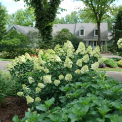 Limelight Prime® Panicle Hydrangea -Great Garden Plants Shop hydrangea limelight prime 1