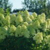 Limelight Prime® Panicle Hydrangea