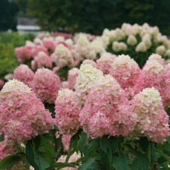 Limelight Prime® Panicle Hydrangea -Great Garden Plants Shop hydrangea limelight prime 3