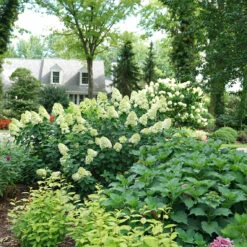 Limelight Prime® Panicle Hydrangea -Great Garden Plants Shop hydrangea limelight prime 6